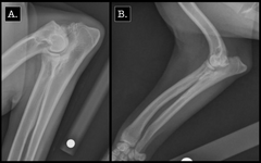 <p>Match the radiograph with the correct diagnosis.</p><p>a. fragmented medial coronoid process</p><p>b. ununited anconeal process</p>