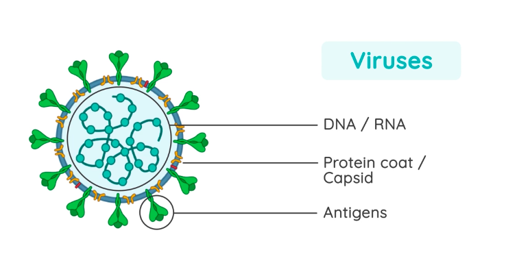 <p>Acellular entities composed of a nucleic acid (DNA or RNA) and a few proteins; need hosts.</p>