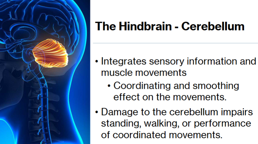<p>Balance and posture - Integrates sensory information and muscle movements, coordinates and has a smoothing effect on the movements</p>