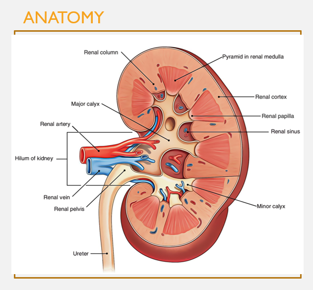 <p>Gross anatomy of <strong>the kidneys</strong> (pt 1)</p>