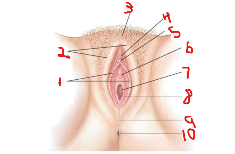 <p>What is number 7 called?</p>