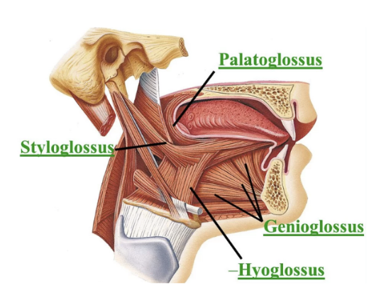 <p>raise and retract the tongue; role in speech </p><p>important for isometric contraction </p>