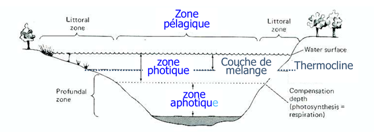 <p>Un lac est structuré :</p><ul><li><p><strong>Verticalement</strong> : lumière, température, O₂, nutriments varient avec la profondeur (zone euphotique, thermocline, hypolimnion).</p></li><li><p><strong>Horizontalement</strong> :</p><ul><li><p><strong>Pélagique</strong> : “au large”, domaine planctonique (phyto/zooplancton).</p></li><li><p><strong>Littorale</strong> : proche des berges, plus de végétation, forte influence du substrat.</p></li><li><p><strong>Benthique</strong> : fond/sédiments, organismes fixés ou vivant dans le sédiment.<br>Cette double structuration organise la distribution des organismes et des processus biogéochimiques.</p></li></ul></li></ul><p></p>