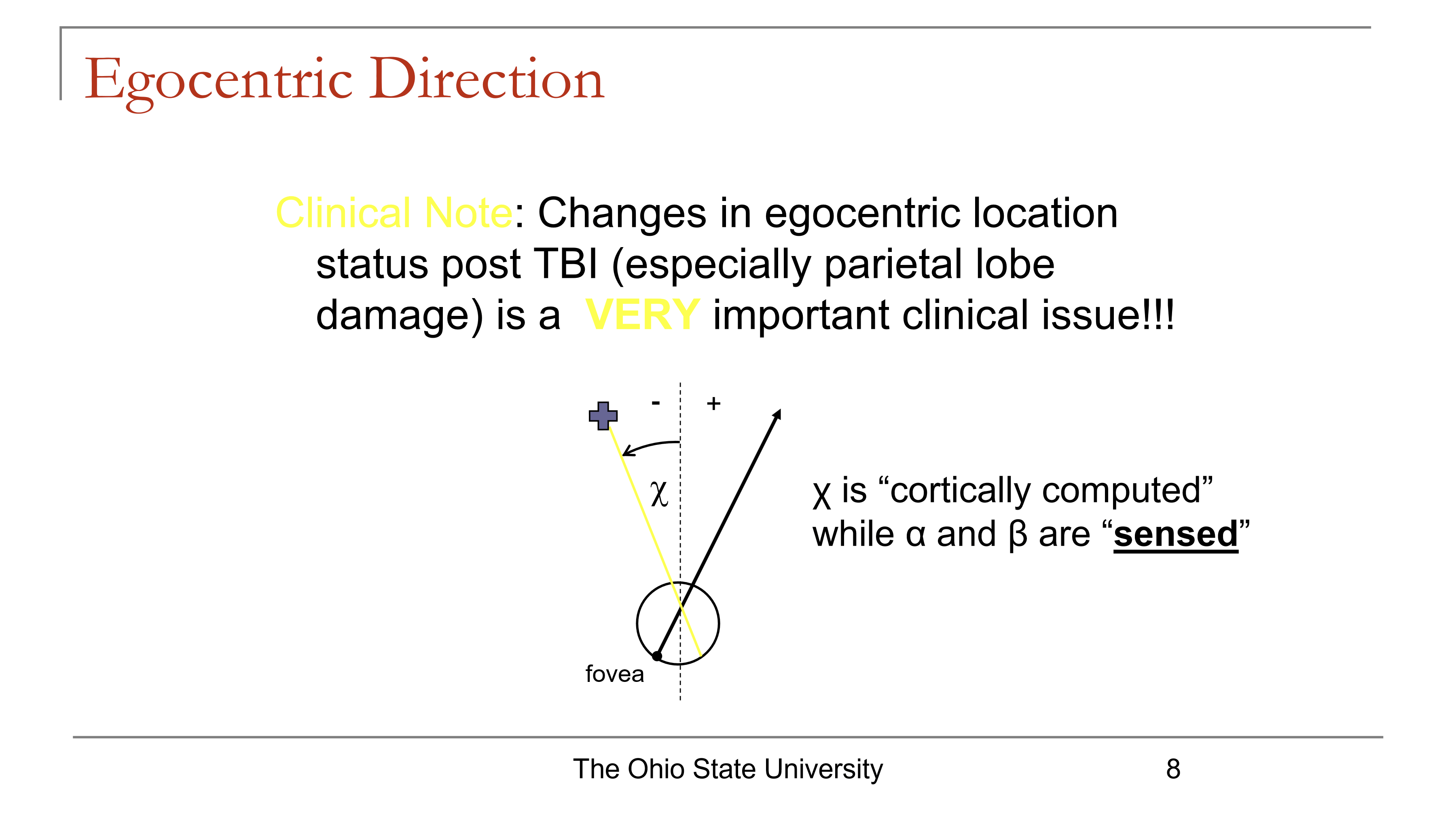 <ul><li><p>χ (egocentric direction) is cortically computed</p></li><li><p>α (ocular direction) and β (oculocentric direction) are sensed</p></li></ul><p></p>