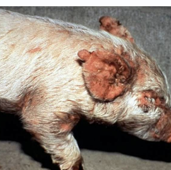 <p>bacteria: staphlococcus hyicus</p><p>signs: skin lesion</p><p></p>