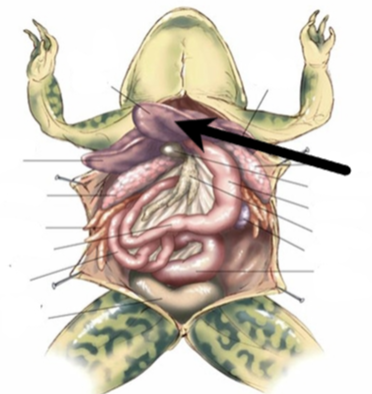 <p>Which structure is indicated by the arrow</p>