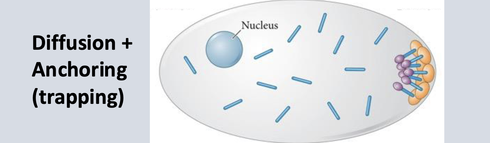<p>(mRNA<span style="color: rgb(79, 21, 121);"> localization)</span></p>