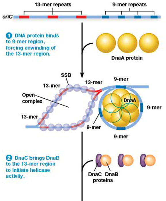 <p>DnaA, DnaB, DnaC</p><p>each bind the oriC</p>