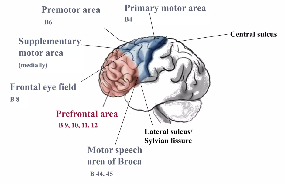 <p><em>The frontal lobe has 4 major functional divisions:</em></p><ol><li><p>Primary motor cortex </p></li><li><p>Premotor + supplementary motor areas</p></li><li><p>Frontal eye field</p></li><li><p>Prefrontal cortex </p></li></ol><ul><li><p>Broca’s area is also an important frontal lobe region but its not counted as the “big four”</p></li></ul><p></p>