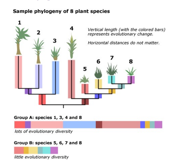 <p>Genetic diversity </p>