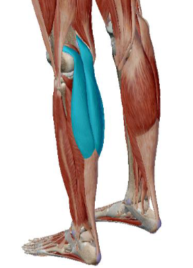 <p>what muscle is this</p>
