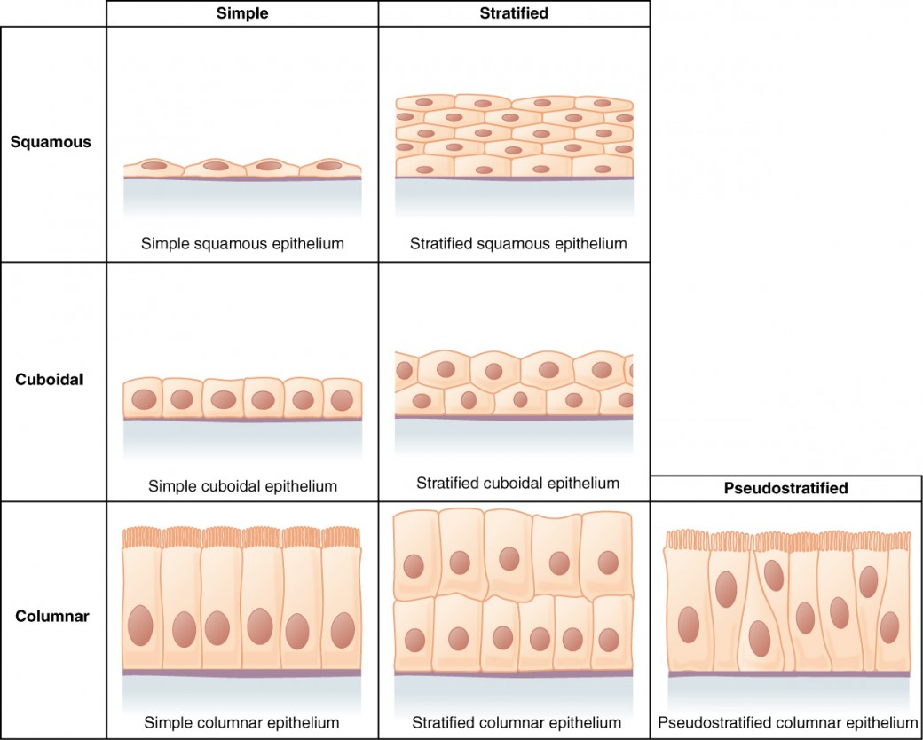 <ul><li><p>Squamous = flat or “squashed”</p></li><li><p>Cuboidal = cube-shaped</p></li><li><p>Columnar = column-shaped</p></li></ul><p></p>