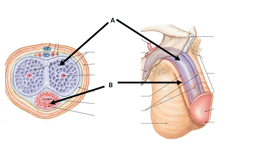<p>B?</p>