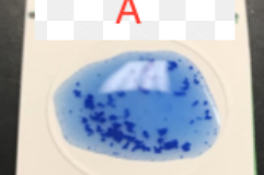 <p>Visible, macroscopic clumping or agglutination of bacteria within 5–10 seconds.</p>