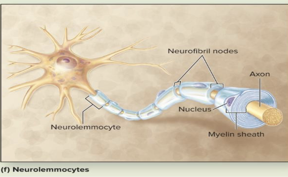 <p><strong>Glial Cells — PNS</strong></p><ul><li><p>What glial cells form myelin in the PNS?</p></li><li><p>What is another name for Schwann cells?</p></li><li><p>What do Schwann cells form around axons?</p></li></ul><p></p>