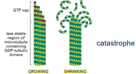 <ul><li><p>head and tail ends of polymer are different w/ ATP (actin) or GTP (microtubules) on one end, and ADP/GDP at the other</p></li><li><p>+ end: fastest polymerization</p></li><li><p>- end: slowest polymerization</p></li><li><p>ATP or GTP “caps” promote assembly</p></li><li><p>ADP/GDP ends tend to disassemble</p></li><li><p>GTP cap forces GDP-bound monomers to stay in a linear conformation</p></li><li><p>filament disassembles if cap is lost</p></li></ul><p></p>