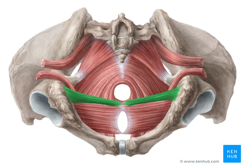 <p><span style="line-height: 0px;">centrum tendineum perinei</span></p>