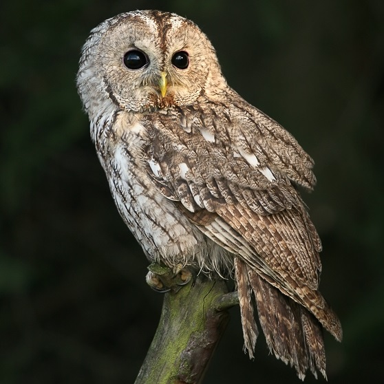 <p>velké černé oči</p>