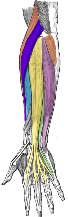 <p>ID muscle and innervation (light blue)</p>