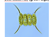 <p>Green algae;</p><p>unicellular or in small colonies, with or without terminal spines;</p><p>freshwater streams</p>