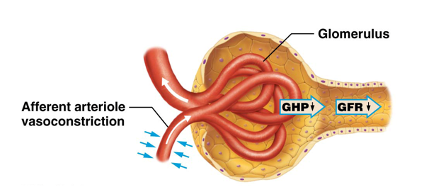 <p>Primarily involves the <strong>sympathetic division </strong>of the NS and the hormone <strong>norepinephrine (NE)</strong></p><ul><li><p>Works with a larger system to control systemic blood pressure</p></li><li><p><u>Increased</u> <strong>sympathetic activity</strong> → <u>increases </u>release of <strong>NE </strong>→ <u>constriction </u>of <strong>afferent arterioles</strong> like most systemic blood vessels → <u>increases </u><strong>systemic blood pressure</strong> </p></li></ul><p></p>