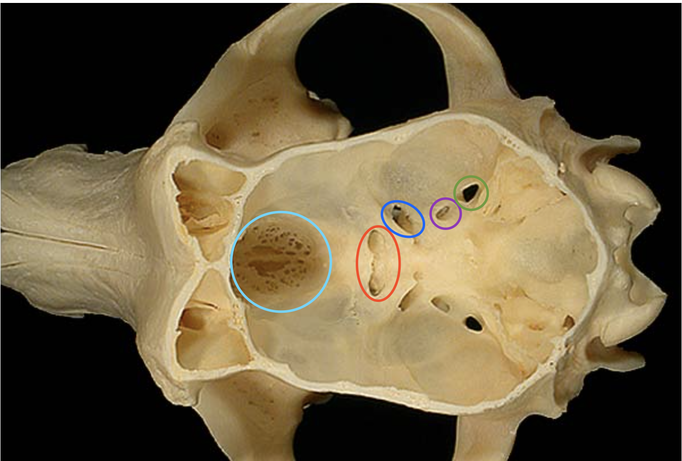 <p>whats in purple</p>