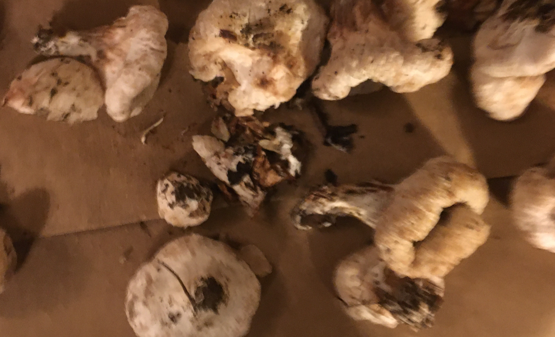 <p>Entoloma abortivum</p><p>Parasite of Parasitic Honey Mushrooms</p>