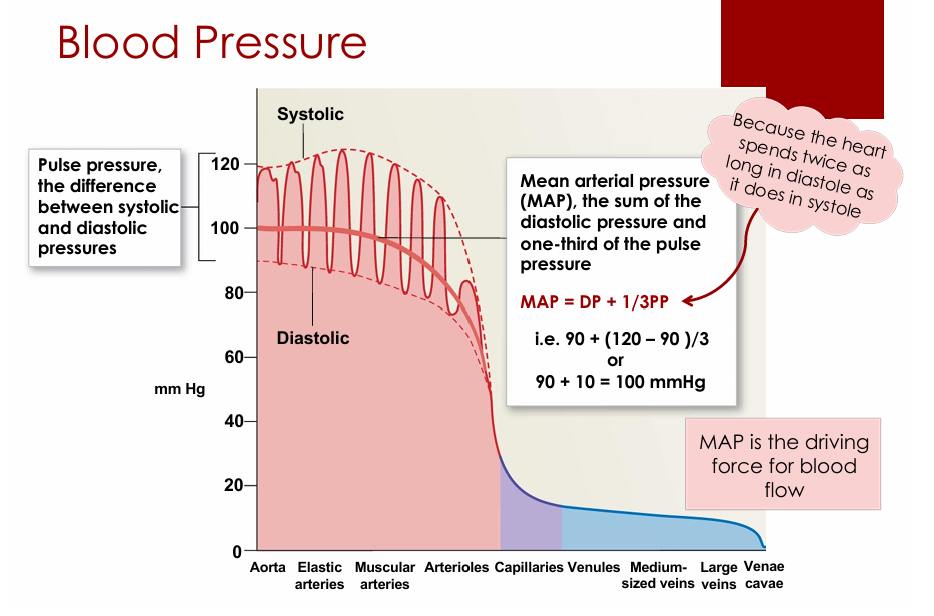 <p>Blood pressure increases</p>