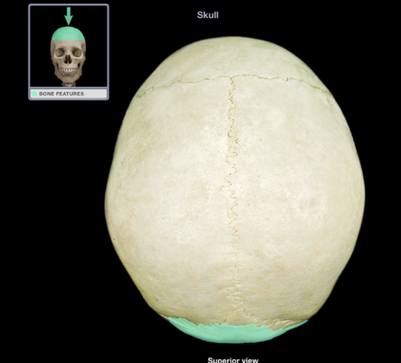 knowt flashcard image