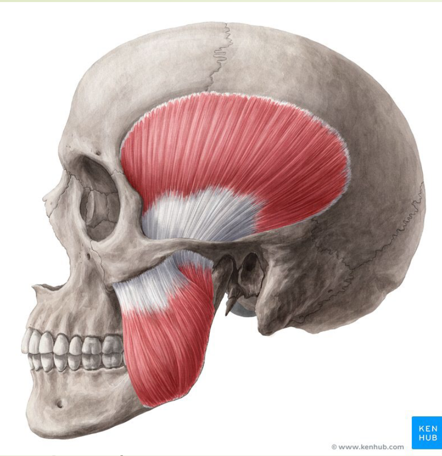 <ul><li><p>Masseter, </p></li><li><p>Temporalis, Lateral</p></li></ul><p>pterygoid, Medial pterygoid], anterior belly of the</p><p>digastric, mylohyoid, tensor tympani, and tensor</p><p>palatini</p>