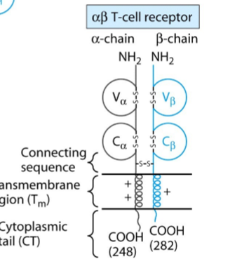 <ol><li><p>heterodimeren: 2 peptidenketens → behoren tot immunoglobuline superfamilie</p><ol><li><p>alfa + bèta (>90%)</p></li><li><p>delta + gamma (minderheid)</p></li></ol></li><li><p>elke keten 2 domeinen</p><ol><li><p>constant domein</p></li><li><p>variabel domein</p></li></ol></li><li><p>elke keten verankerd in celmembraan + stukje cytoplasmatische staart</p></li></ol><p></p>