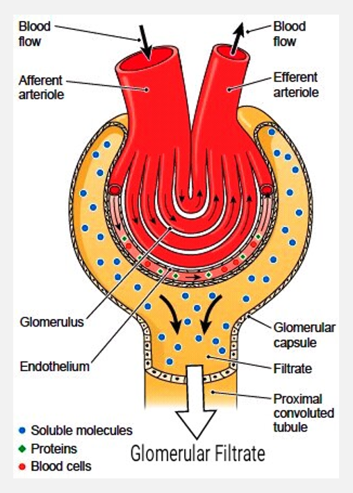 <p>Overview of urine formation (pt 1)</p>