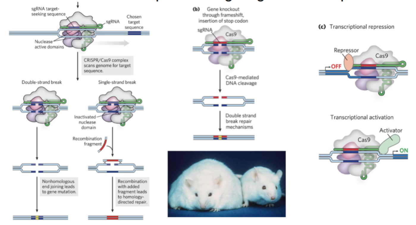 <p><span style="background-color: transparent;"><strong><u>precise targeting of DNA sequences</u></strong></span></p><p>Clustered Regularly Interspaced, Short, Palindromic Repeats</p><ol><li><p>scans genome for target sequence</p><ol><li><p>nonhomologous end joining = gene mutation</p></li><li><p>recombination with fragment = homology-directed repair</p></li></ol></li><li><p>gene knockout through frameshift → insert stop codon</p><ol><li><p>double strand break repair mechanisms</p></li></ol></li><li><p>transcriptional repression/activation</p></li></ol><p></p>