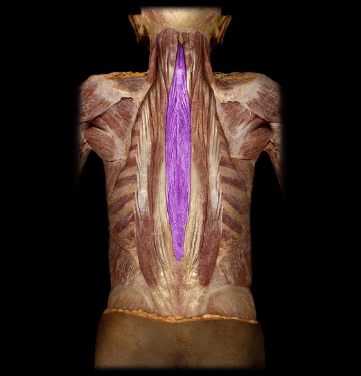 <p>Identification.</p>