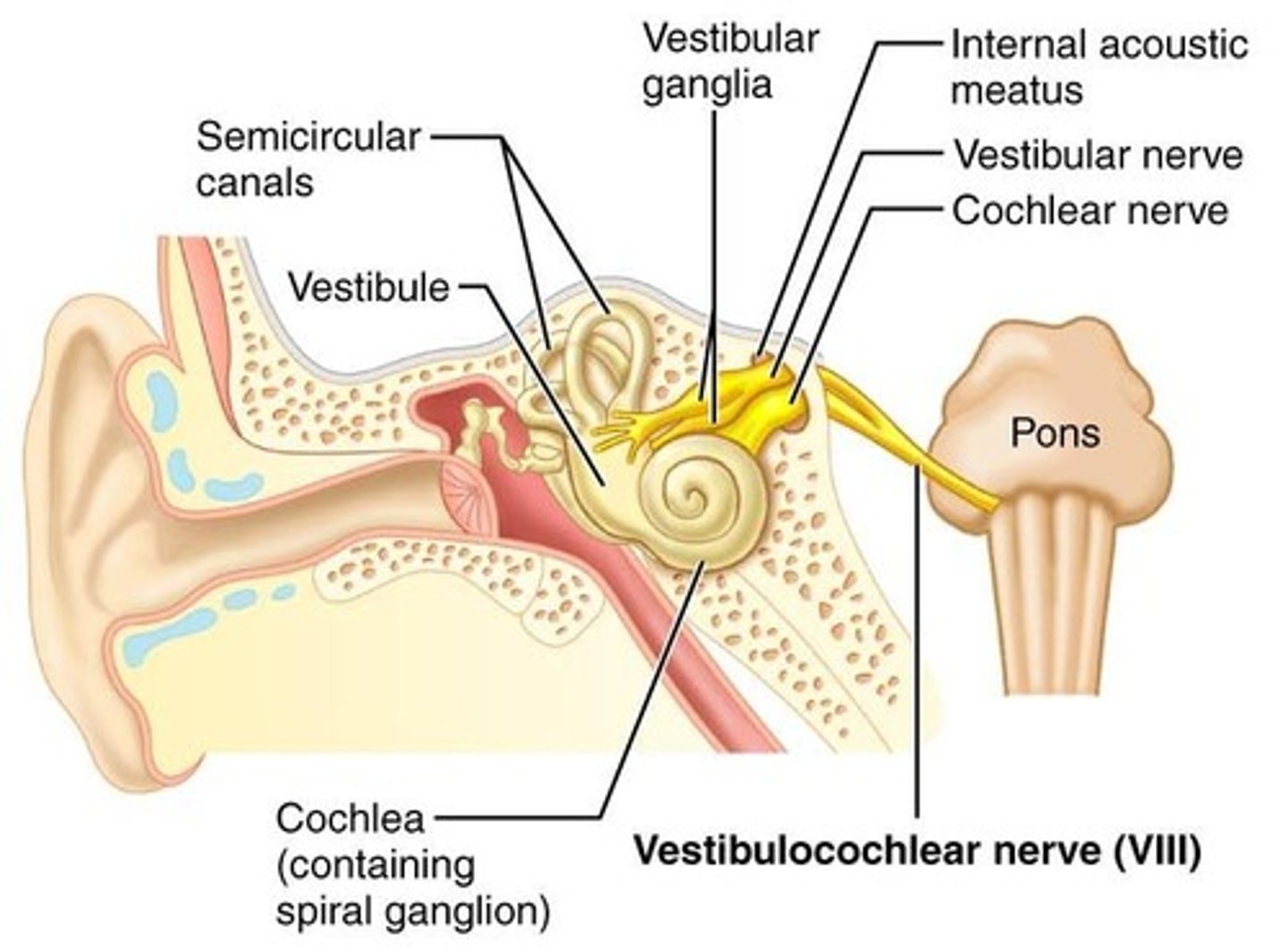 <p>Hearing, balance</p>