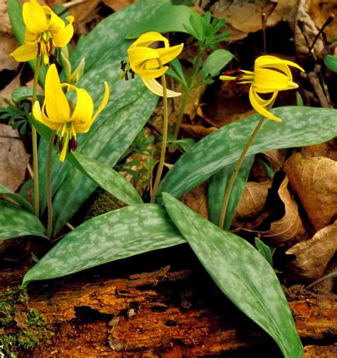 <p>Erythronium americanum (Liliaceae)</p>