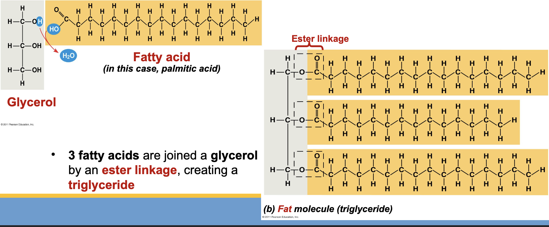 <p>Glycerol: <span>3-carbon alcohol with a –OH attached to each</span><br><span>carbon</span></p><p><span>Fatty acids: consists of a -COOH group attached to a long</span><br><span>carbon skeleton</span></p>