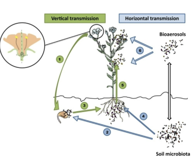 <p>vertical: colonized seeds form colonized plants </p><p>horizontal: plants are infected/colonized by their encounter with the environment</p>