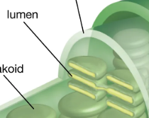 <p>Lumen, photosynthesis occurs in here</p>