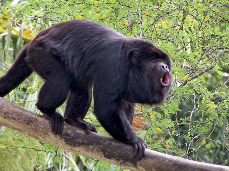 <p>Southern Black Howler Monkey</p>