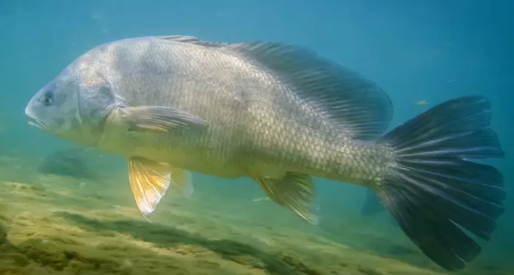 <p>Freshwater drum</p>