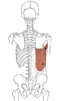 <p>What muscle is this?</p>