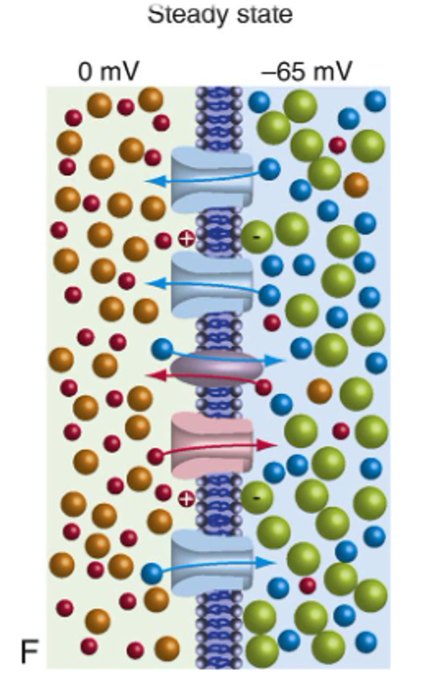 <p><mark data-color="#fefafa" style="background-color: rgb(254, 250, 250); color: inherit;">the electrical charge difference across a cell's plasma membrane when it is inactive.</mark></p><ul><li><p>-70mV </p></li><li><p>means the inside of the cell is more negative than the outside</p></li></ul><p></p>