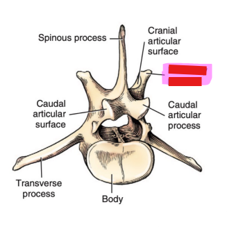<p>Q: All cranial articular processes of the lumbar vertebrae bear …… </p><p>A. accessory processes </p><p>B. costal fovea </p><p>C. transverse foramina </p><p>D. mamillary processes</p>