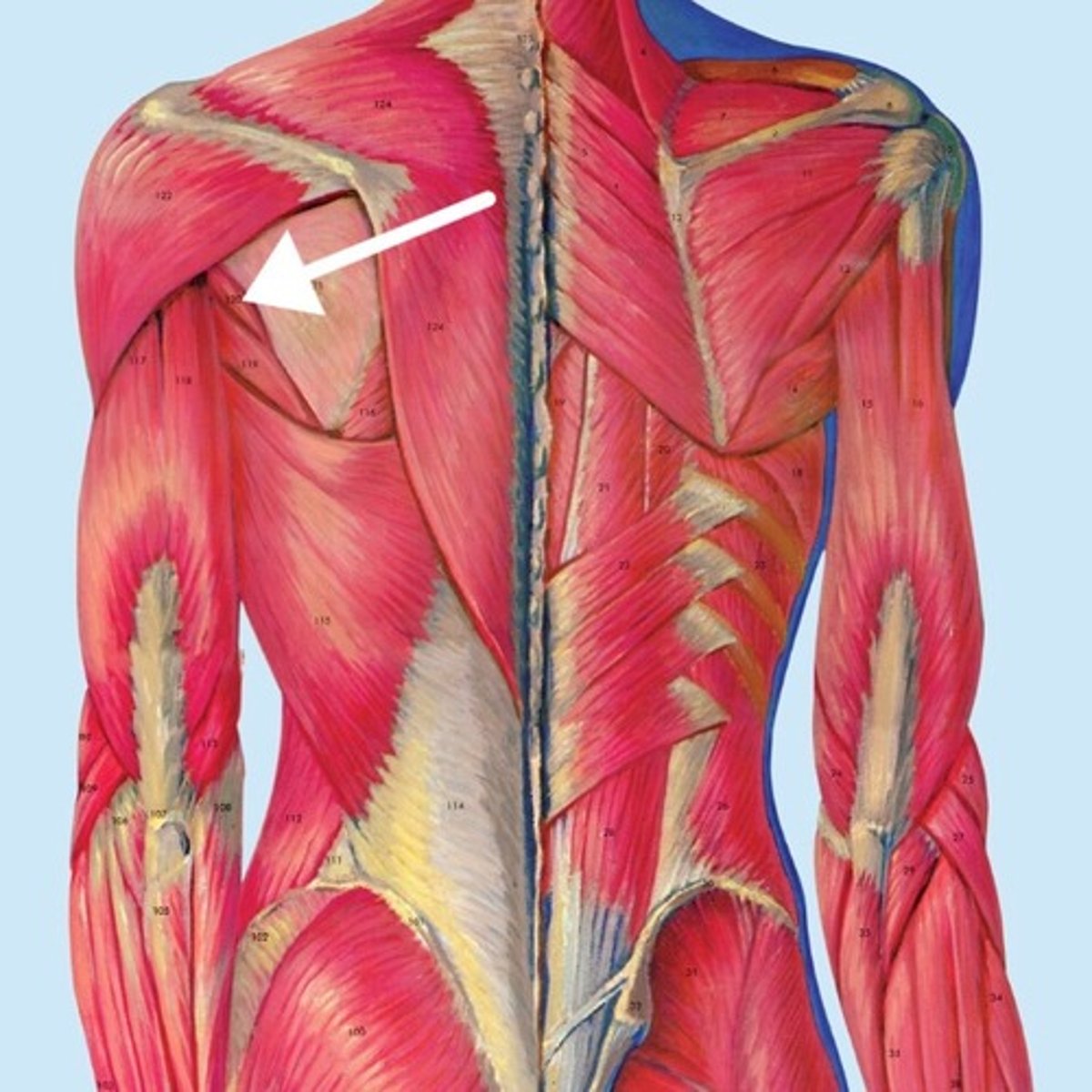 <p>What is this muscle?</p>