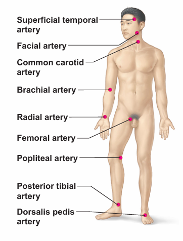 <p>The force generated by each ventricular contraction</p>