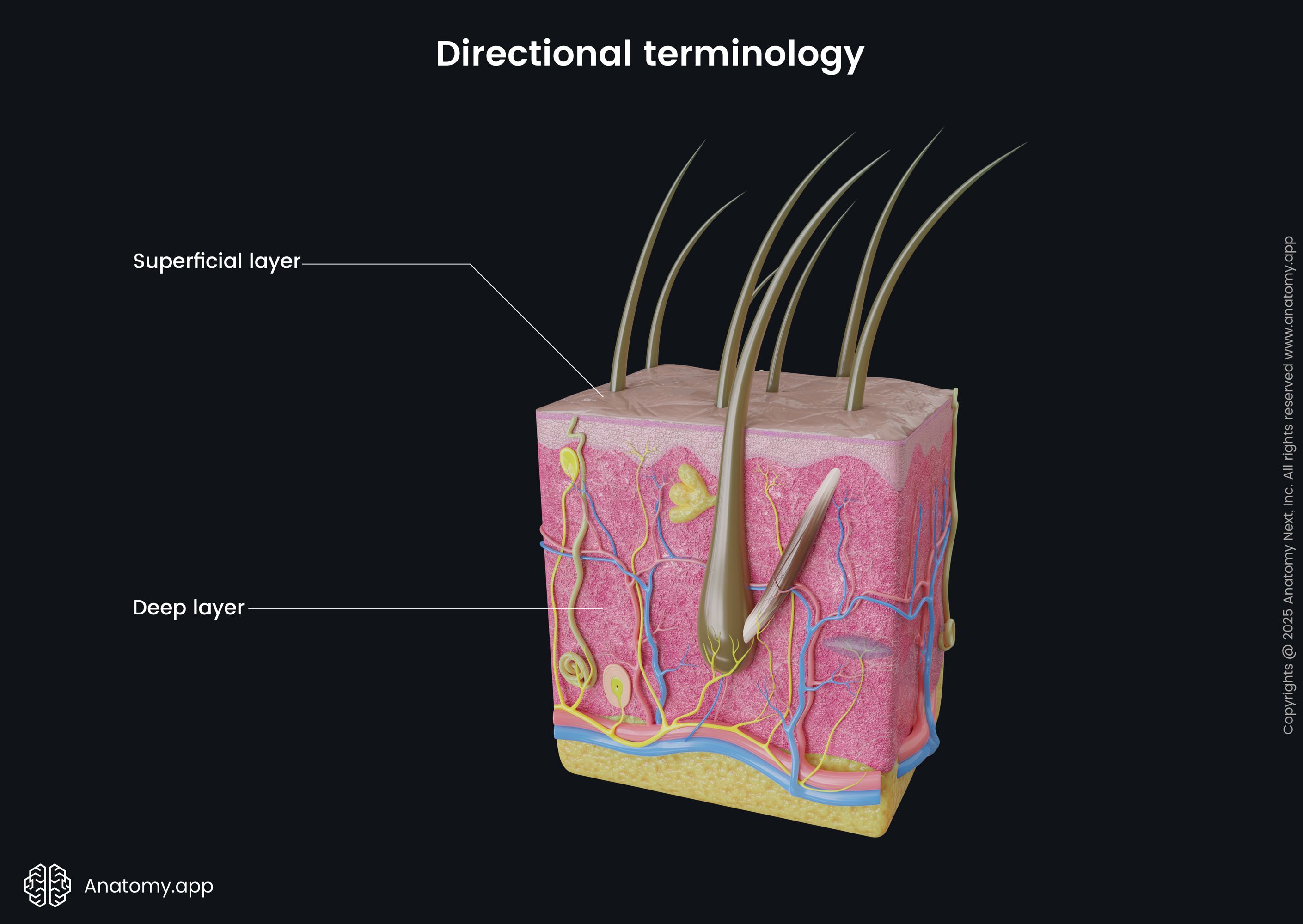 <p>farther from or away from the body surface; more internal.</p><p>Example: The lungs are deep to the skin.</p>