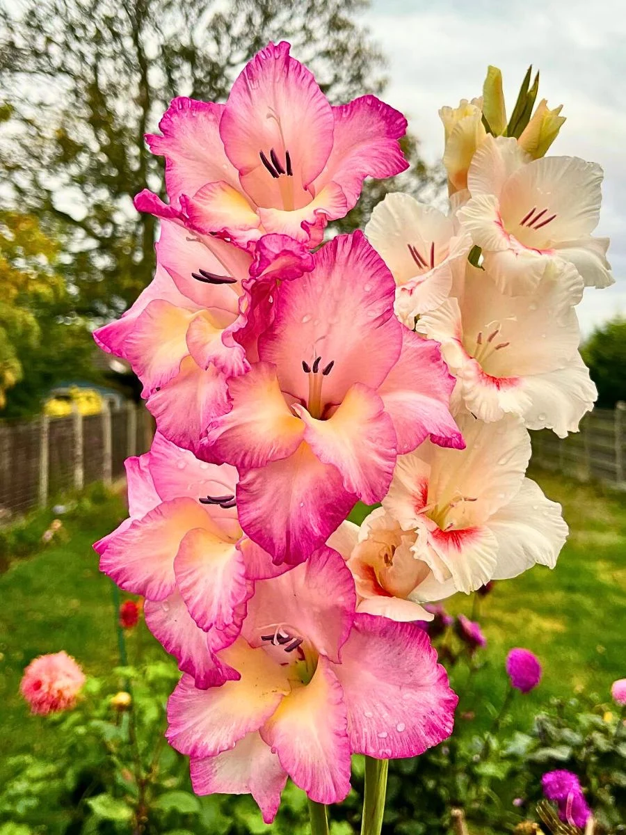 <p>Gladiolus</p>