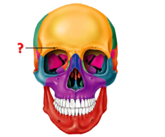 <p>Identify this structure.</p>