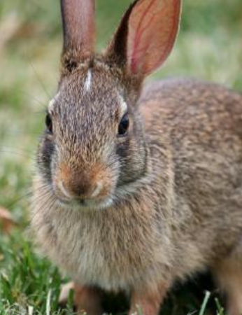 <p>Eastern cotton tail </p>